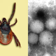 Left: The tick species, Ixodes persulcatus, thought to harbor the virus. Right: An electron microscope image of the claimed Yezo virus.
